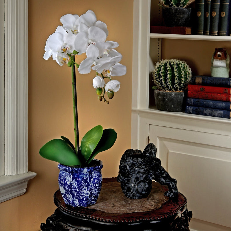 Potted Phalaenopsis in Ming Pot 22"