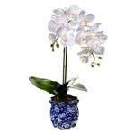 Potted Phalaenopsis in Ming Pot 22"