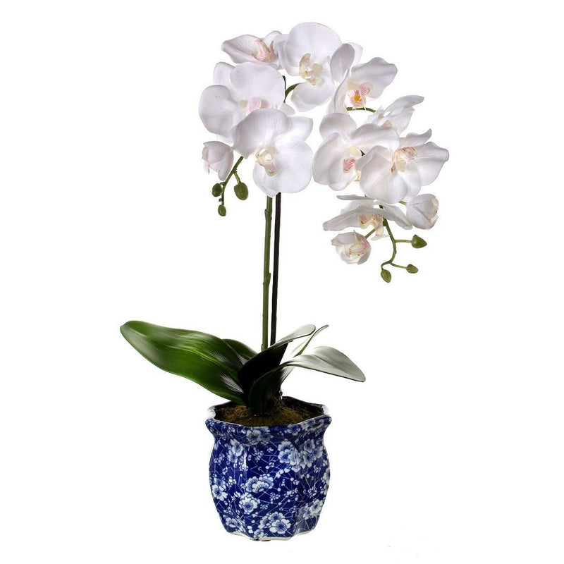 Potted Phalaenopsis in Ming Pot 22"