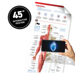 Abacus- Virtual Reality- Human Body!